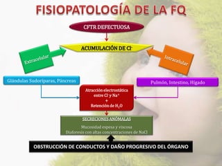 CFTR DEFECTUOSA


                                  ACUMULACIÓN DE Cl-




Glándulas Sudoríparas, Páncreas                                          Pulmón, Intestino, Hígado
                                    Atracción electrostática
                                        entre Cl- y Na+
                                               +
                                       Retención de H2O


                                  SECRECIONES ANÓMALAS
                                  Mucosidad espesa y viscosa
                          Diaforesis con altas concentraciones de NaCl


           OBSTRUCCIÓN DE CONDUCTOS Y DAÑO PROGRESIVO DEL ÓRGANO
 