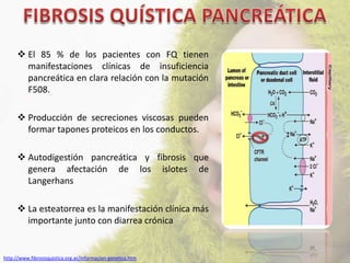  El 85 % de los pacientes con FQ tienen
        manifestaciones clínicas de insuficiencia
        pancreática en clara relación con la mutación
        F508.

       Producción de secreciones viscosas pueden
        formar tapones proteicos en los conductos.

       Autodigestión pancreática y fibrosis que
        genera afectación de los islotes de
        Langerhans

       La esteatorrea es la manifestación clínica más
        importante junto con diarrea crónica


http://www.fibrosisquistica.org.ar/informacion-genetica.htm
 