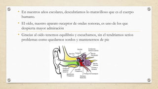 • En nuestros años escolares, descubríamos lo maravilloso que es el cuerpo
humano.
• El oído, nuestro aparato receptor de ondas sonoras, es uno de los que
despierta mayor admiración
• Gracias al oído tenemos equilibrio y escuchamos, sin el tendríamos serios
problemas como quedarnos sordos y mantenernos de pie
 