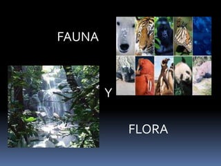 FAUNA
Y
FLORA