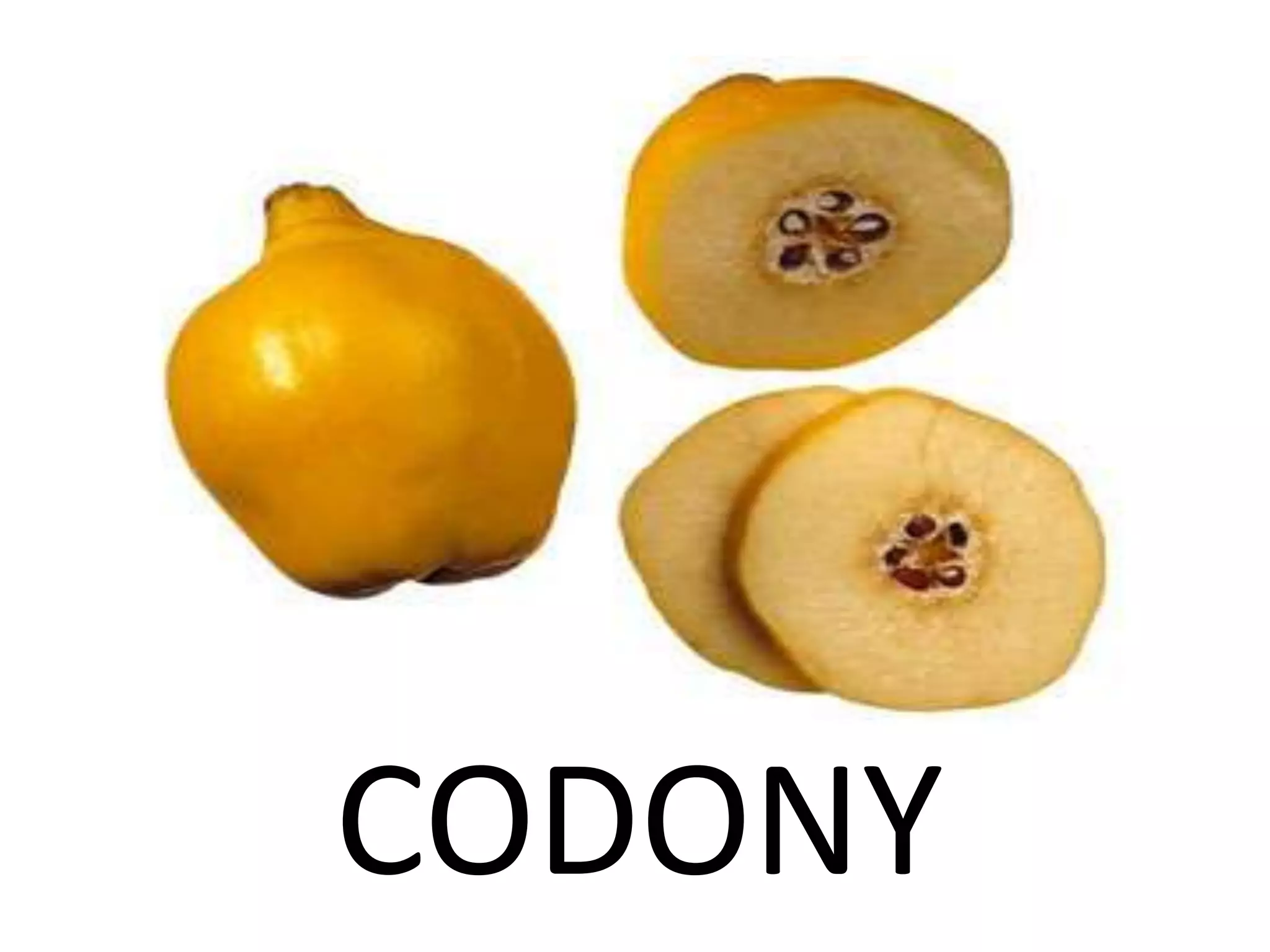 CODONY