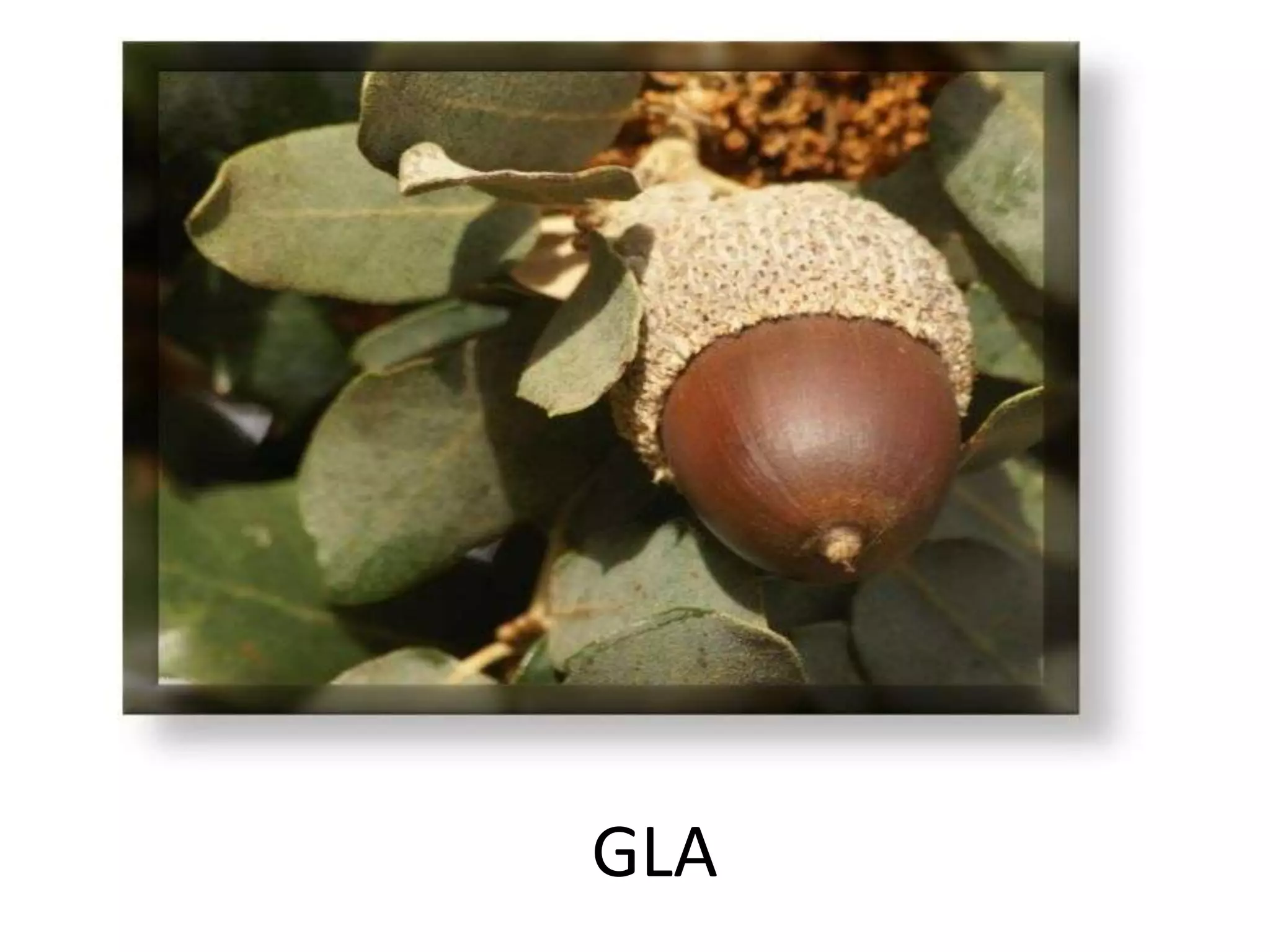 GLA