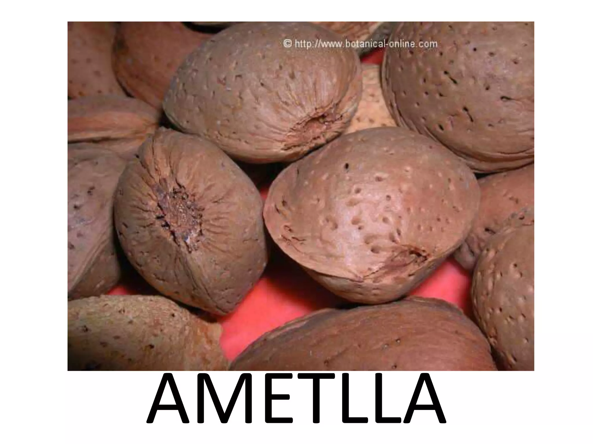 AMETLLA