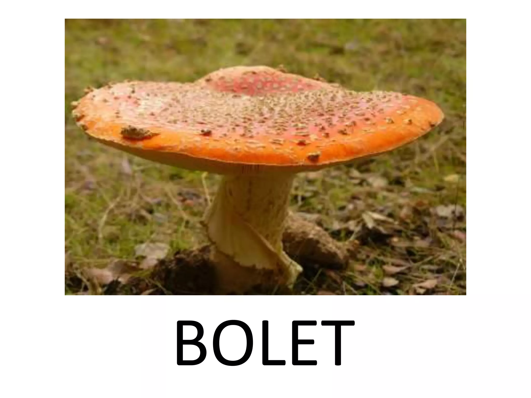 BOLET