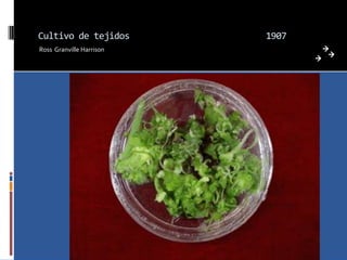 Cultivo de tejidos        1907
Ross Granville Harrison
 