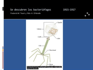 Se descubren los bacteriófagos            1915-1917
Frederick W. Twort y Félix H. D'Hérelle
 