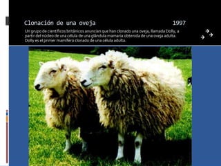 Clonación de una oveja                                                             1997
Un grupo de científicos británicos anuncian que han clonado una oveja, llamada Dolly, a
partir del núcleo de una célula de una glándula mamaria obtenida de una oveja adulta.
Dolly es el primer mamífero clonado de una célula adulta.
 