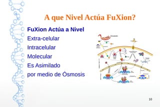10
A que Nivel Actúa FuXion?
FuXion Actúa a Nivel
Extra-celular
Intracelular
Molecular
Es Asimilado
por medio de Ósmosis
 