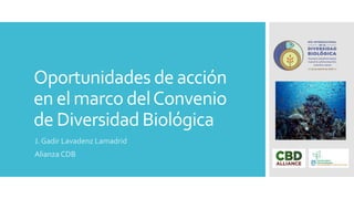 Oportunidades de acción
en el marco delConvenio
de Diversidad Biológica
J. Gadir Lavadenz Lamadrid
Alianza CDB
 