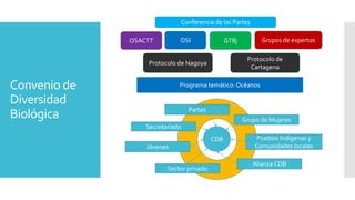 Convenio de
Diversidad
Biológica
CDB
Secretariado
Partes
Grupo de Mujeres
Jóvenes
Alianza CDB
Pueblos Indígenas y
Comunida...