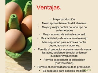 Page 10
Ventajas.
• Mayor producción.
• Mejor aprovechamiento del alimento.
• Mayor y mejor control de todo tipo de
enfermedades
• Mayor numero de animales por m2.
• Mas facilidad y eficiencia en el manejo.
• Mas seguridad para animales contra
depredadores y ladrones.
• Permite al productor observar mas de cerca
las aves, pudiendo detectar a tiempo
cualquier irregularidad.
• Permite especializar la producción
(huevos/carne).
• Permite el control absoluto de la producción.
• Es aceptado para posibles créditos.
 