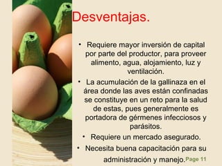 Page 11
Desventajas.
• Requiere mayor inversión de capital
por parte del productor, para proveer
alimento, agua, alojamiento, luz y
ventilación.
• La acumulación de la gallinaza en el
área donde las aves están confinadas
se constituye en un reto para la salud
de estas, pues generalmente es
portadora de gérmenes infecciosos y
parásitos.
• Requiere un mercado asegurado.
• Necesita buena capacitación para su
administración y manejo.
 