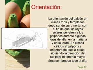 Page 17
Orientación:
La orientación del galpón en
climas fríos y templados
debe ser de sur a norte, con
el fin de que los rayos
solares penetren a los
galpones durante algunas
horas del día, en la mañana
y en la tarde. En climas
cálidos el galpón se
orientara de este a oeste,
siguiendo la dirección del
sol para obtener la mayor
área sombreada todo el día.
 