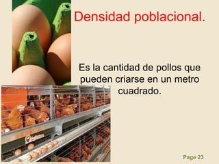 Page 23
Densidad poblacional.
Es la cantidad de pollos que
pueden criarse en un metro
cuadrado.
 