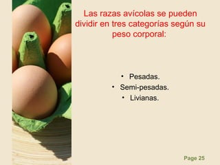 Page 25
Las razas avícolas se pueden
dividir en tres categorías según su
peso corporal:
• Pesadas.
• Semi-pesadas.
• Livianas.
 