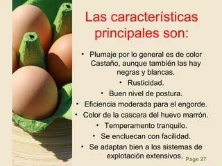 Page 27
Las características
principales son:
• Plumaje por lo general es de color
Castaño, aunque también las hay
negras y blancas.
• Rusticidad.
• Buen nivel de postura.
• Eficiencia moderada para el engorde.
• Color de la cascara del huevo marrón.
• Temperamento tranquilo.
• Se encluecan con facilidad.
• Se adaptan bien a los sistemas de
explotación extensivos.
 