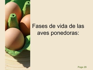 Page 29
Fases de vida de las
aves ponedoras:
 