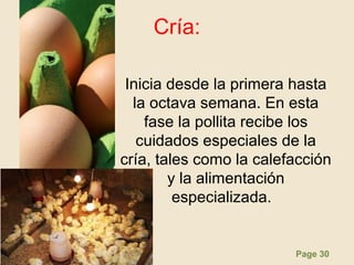 Page 30
Cría:
Inicia desde la primera hasta
la octava semana. En esta
fase la pollita recibe los
cuidados especiales de la
cría, tales como la calefacción
y la alimentación
especializada.
 