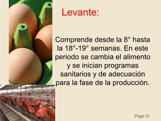 Page 31
Levante:
Comprende desde la 8° hasta
la 18°-19° semanas. En este
periodo se cambia el alimento
y se inician programas
sanitarios y de adecuación
para la fase de la producción.
 