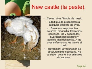Page 44
New castle (la peste).
• Causa: virus filtrable vía nasal.
• Edad: puede presentarse a
cualquier edad de las aves.
• Síntomas: se presentan
catarros, bronquitis, trastornos
nerviosos, tos y boqueadas.
Supresión del equilibrio y
perdida total del apetito. A las
aves enfermas se les tuerce el
cuello.
• prevención: la vacunación es
absolutamente necesaria. No
se deben dejar entrar animales
sin vacunar.
 