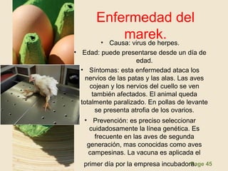 Page 45
Enfermedad del
marek.• Causa: virus de herpes.
• Edad: puede presentarse desde un día de
edad.
• Síntomas: esta enfermedad ataca los
nervios de las patas y las alas. Las aves
cojean y los nervios del cuello se ven
también afectados. El animal queda
totalmente paralizado. En pollas de levante
se presenta atrofia de los ovarios.
• Prevención: es preciso seleccionar
cuidadosamente la línea genética. Es
frecuente en las aves de segunda
generación, mas conocidas como aves
campesinas. La vacuna es aplicada el
primer día por la empresa incubadora.
 