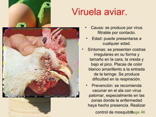 Page 46
Viruela aviar.
• Causa: se produce por virus
filtrable por contacto.
• Edad: puede presentarse a
cualquier edad.
• Síntomas: se presentan costras
irregulares en su forma y
tamaño en la cara, la cresta y
bajo el pico. Placas de color
blanco amarillento a la entrada
de la laringe. Se produce
dificultad en la respiración.
• Prevención: se recomienda
vacunar en el ala con virus
palomar, especialmente en las
zonas donde la enfermedad
haya hecho presencia. Realizar
control de mosquitos.
 