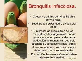 Page 47
Bronquitis infecciosa.
• Causa: se origina por virus filtrable
por vía nasal.
• Edad: puede presentarse a cualquier
edad.
• Síntomas: las aves sufren de tos,
ronquidos y descarga nasal. En las
ponedoras se empieza a afectar la
producción de manera tal, que esta
desciende y se conserva baja, aun si
el ave se recupera; los huevos salen
deformes o con cascara blanda.
• Prevención: las aves enfermas deben
aislarse de inmediato.
 