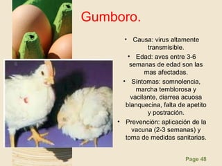 Page 48
Gumboro.
• Causa: virus altamente
transmisible.
• Edad: aves entre 3-6
semanas de edad son las
mas afectadas.
• Síntomas: somnolencia,
marcha temblorosa y
vacilante, diarrea acuosa
blanquecina, falta de apetito
y postración.
• Prevención: aplicación de la
vacuna (2-3 semanas) y
toma de medidas sanitarias.
 