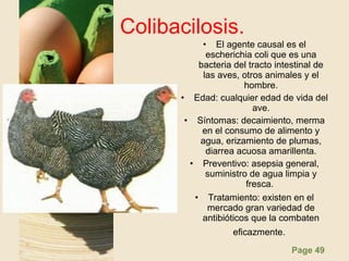 Page 49
Colibacilosis.
• El agente causal es el
escherichia coli que es una
bacteria del tracto intestinal de
las aves, otros animales y el
hombre.
• Edad: cualquier edad de vida del
ave.
• Síntomas: decaimiento, merma
en el consumo de alimento y
agua, erizamiento de plumas,
diarrea acuosa amarillenta.
• Preventivo: asepsia general,
suministro de agua limpia y
fresca.
• Tratamiento: existen en el
mercado gran variedad de
antibióticos que la combaten
eficazmente.
 