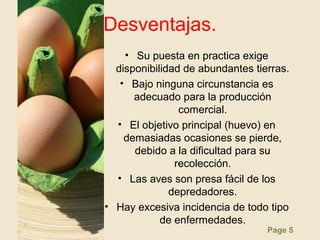 Page 5
Desventajas.
• Su puesta en practica exige
disponibilidad de abundantes tierras.
• Bajo ninguna circunstancia es
adecuado para la producción
comercial.
• El objetivo principal (huevo) en
demasiadas ocasiones se pierde,
debido a la dificultad para su
recolección.
• Las aves son presa fácil de los
depredadores.
• Hay excesiva incidencia de todo tipo
de enfermedades.
 
