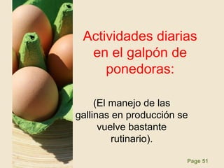 Page 51
Actividades diarias
en el galpón de
ponedoras:
(El manejo de las
gallinas en producción se
vuelve bastante
rutinario).
 