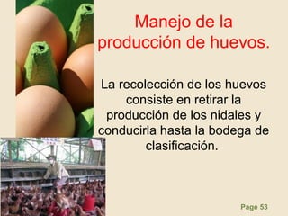 Page 53
Manejo de la
producción de huevos.
La recolección de los huevos
consiste en retirar la
producción de los nidales y
conducirla hasta la bodega de
clasificación.
 