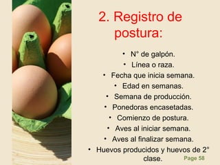 Page 58
2. Registro de
postura:
• N° de galpón.
• Línea o raza.
• Fecha que inicia semana.
• Edad en semanas.
• Semana de producción.
• Ponedoras encasetadas.
• Comienzo de postura.
• Aves al iniciar semana.
• Aves al finalizar semana.
• Huevos producidos y huevos de 2°
clase.
 