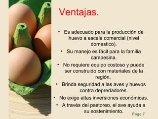 Page 7
Ventajas.
• Es adecuado para la producción de
huevo a escala comercial (nivel
domestico).
• Su manejo es fácil para la familia
campesina.
• No requiere equipo costoso y puede
ser construido con materiales de la
región.
• Brinda seguridad a las aves y huevos
contra depredadores.
• No exige altas inversiones económicas.
• A través del pastoreo, el ave ayuda a
su sostenimiento.
 