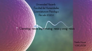 Universidad Yacambú
Facultad de Humanidades
Licenciatura en Psicología
Período 2020-1

Gametogénesis: espermatogénesis y ovogénesis
Natalia Zamora
V28031238
 