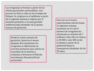 Las ovogonias se forman a partir de las
células germinales primordiales, este
proceso se lleva a cabo en las trompas de
Falopio. Se originan en el epiblasto a partir
de la segunda semana y migran por el
intestino primitivo a la zona gonadal
indiferenciada alrededor de la quinta
semana de gestación.
Una vez en el ovario,
experimentan mitosis hasta
la vigésima semana,
momento en el cual el
número de ovogonias ha
alcanzado un máximo de 7
millones. Esta cifra se reduce
a 40 000 y solo 400 serán
ovuladas a partir de la
pubertad hasta la
menopausia alrededor de los
50 años.
Desde la octava semana de
gestación, hasta los 6 meses
después del nacimiento, las
ovogonias se diferencian en
ovocitos primarios que entran en
la profase de la meiosis y
comienza a formarse el folículo,
inicialmente llamado folículo
primordial.
 