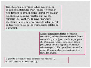 Tiene lugar en los ovarios 6. Los ovogonios se
ubican en los folículos ováricos, crecen y tienen
modificaciones; estos llevan a la primera división
meiótica que da como resultado un ovocito
primario (que contiene la mayor parte del
citoplasma) y un primer corpúsculo polar (su rol
es llevarse la mitad de los cromosomas totales de
la especie).
Las dos células resultantes efectúan la
meiosis II,7 del ovocito secundario se forma
una célula grande (que tiene la mayor parte
del citoplasma) y un segundo corpúsculo
polar, estos se desintegran rápidamente,
mientras que la célula grande se desarrolla
convirtiéndose en los gametos femeninos
llamados óvulos.
El gameto femenino queda estancado en meiosis II,
específicamente en Metafase II.8.
 