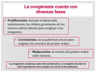 • Proliferación: durante el desarrollo
embrionario, las células germinales de los
ovarios sufren mitosis para originar a los
ovogonios.
• Crecimiento: en la pubertad crecen para
originar los ovocitos de primer orden.
• Maduración: el ovocito del primer orden
sufre meiosis.
La ovogénesis comienza antes del nacimiento y se completa durante la
vida reproductiva de la mujer, al ocurrir la fecundación.
 