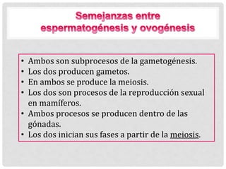 • Ambos son subprocesos de la gametogénesis.
• Los dos producen gametos.
• En ambos se produce la meiosis.
• Los dos son procesos de la reproducción sexual
en mamíferos.
• Ambos procesos se producen dentro de las
gónadas.
• Los dos inician sus fases a partir de la meiosis.
 