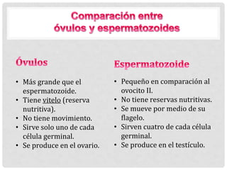 • Más grande que el
espermatozoide.
• Tiene vitelo (reserva
nutritiva).
• No tiene movimiento.
• Sirve solo uno de cada
célula germinal.
• Se produce en el ovario.
• Pequeño en comparación al
ovocito II.
• No tiene reservas nutritivas.
• Se mueve por medio de su
flagelo.
• Sirven cuatro de cada célula
germinal.
• Se produce en el testículo.
 