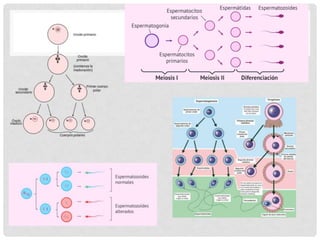 Presentación gametogénesis