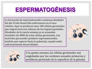 La formación de espermatozoides comienza alrededor
del día 24 del desarrollo embrionario en el saco
vitelino. Aquí se producen unas 100 células germinales
que migran hacia los esbozos de los órganos genitales.
Alrededor de la cuarta semana ya se acumulan
alrededor de 4000 de estas células germinales, Los
testículos para poder producir espermatozoides,
tendrán que esperar hasta la pubertad, cuando estén
suficientemente desarrollados.
A la quinta semana, las células germinales son
englobadas por los cordones sexuales primarios y
proliferan partiendo de la superficie de la gónada.
 