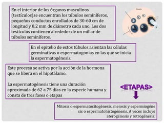 En el interior de los órganos masculinos
(testículos)se encuentran los túbulos seminíferos,
pequeños conductos enrollados de 30-60 cm de
longitud y 0,2 mm de diámetro cada uno. Los dos
testículos contienen alrededor de un millar de
túbulos seminíferos.
En el epitelio de estos túbulos asientan las células
germinativas o espermatogonias en las que se inicia
la espermatogénesis.
Este proceso se activa por la acción de la hormona
que se libera en el hipotálamo.
La espermatogénesis tiene una duración
aproximada de 62 a 75 días en la especie humana y
consta de tres fases o etapas
Mitosis o espermatocitogénesis, meiosis y espermiogéne
sis o espermatohistogénesis. A veces incluye
aterogénesis y retrogénesis.
 