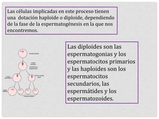 Las células implicadas en este proceso tienen
una dotación haploide o diploide, dependiendo
de la fase de la espermatogénesis en la que nos
encontremos.
Las diploides son las
espermatogonias y los
espermatocitos primarios
y las haploides son los
espermatocitos
secundarios, las
espermátides y los
espermatozoides.
 