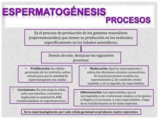 Es el proceso de producción de los gametos masculinos
(espermatozoides) que tienen su producción en los testículos,
específicamente en los tubulos seminíferos.
Dentro de este, destacan los siguientes
procesos:
• Proliferación: las células
germinales de los testículos sufren
mitosis para que la cantidad de
espermatogonios sea amplia.
• Crecimiento: En esta etapa la célula
sufre una interface, creciendo y
duplicando la cantidad de ADN,
transformándose en espermatocitos1.
• Maduración: Aquí los espermatocitos 1
sufren dos divisiones celulares consecutivas.
De la primera meiosis resultan los
espermatocitos 2, de condición celular
haploide, y de la segunda, las espermátidas.
• Diferenciación: Las espermátidas, que ya
son haploides y de cromosomas simples, se les genera
el flagelo y el acrosoma. A estas espermátidas , luego
de su transformación se les llama espermio.
En la espermatogénesis, por cada célula germinal se producen cuatro espermios.
 