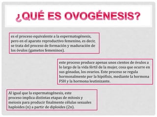 es el proceso equivalente a la espermatogénesis,
pero en el aparato reproductivo femenino, es decir,
se trata del proceso de formación y maduración de
los óvulos (gametos femeninos).
este proceso produce apenas unos cientos de óvulos a
lo largo de la vida fértil de la mujer, cosa que ocurre en
sus gónadas, los ovarios. Este proceso se regula
hormonalmente por la hipófisis, mediante la hormona
FSH y la hormona leutinizante.
Al igual que la espermatogénesis, este
proceso implica distintas etapas de mitosis y
meiosis para producir finalmente células sexuales
haploides (n) a partir de diploides (2n).
 