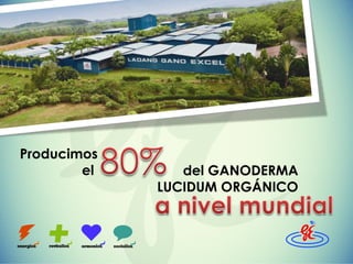 Producimos
el

del GANODERMA
LUCIDUM ORGÁNICO

 