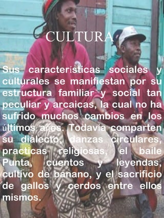 CULTURA Sus caracter í sticas sociales y culturales se manifiestan por su estructura familiar y social tan peculiar y arcaicas, la cual no ha sufrido muchos cambios en los  ú ltimos a ñ os. Todav í a comparten su dialecto, danzas circulares, practicas religiosas, el baile Punta, cuentos y leyendas, cultivo de banano, y el sacrificio de gallos y cerdos entre ellos mismos. 