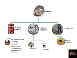 CONTROL
CONTROL
QUIMICO
ORGANOFOSFORADOS
PIRETROIDES
AMIDINAS
ENDECTOCIDAS
FENILPIRAZOLONAS
INHIBIDORES DEL
DESARROLLO
CONTROL
BIOLOGICO
HONGOS
VACUNAS
PREVENTIVO
LABORES
CULTURALES
 