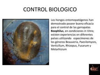 CONTROL BIOLOGICO
Los hongos entomopatógenos han
demostrado poseer buena eficacia
para el control de las garrapatas
Boophilus, en condiciones in Vitro;
existen experiencias en diferentes
países utilizando especímenes de
los géneros Beauveria, Paecilomyces,
Verticillum, Rhizopus, Fusarum y
Metarhizium
 